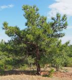 Pinus pityusa