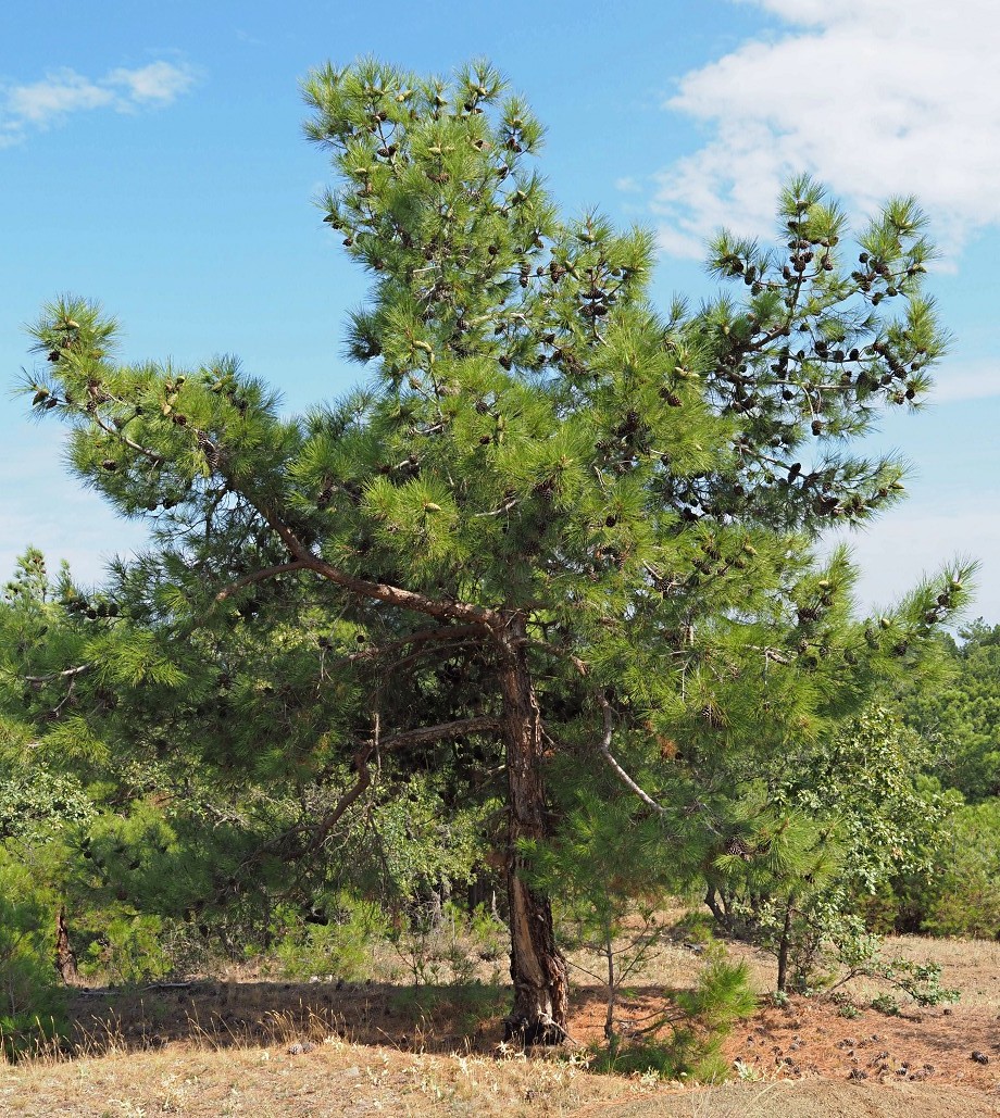 Image of Pinus pityusa specimen.