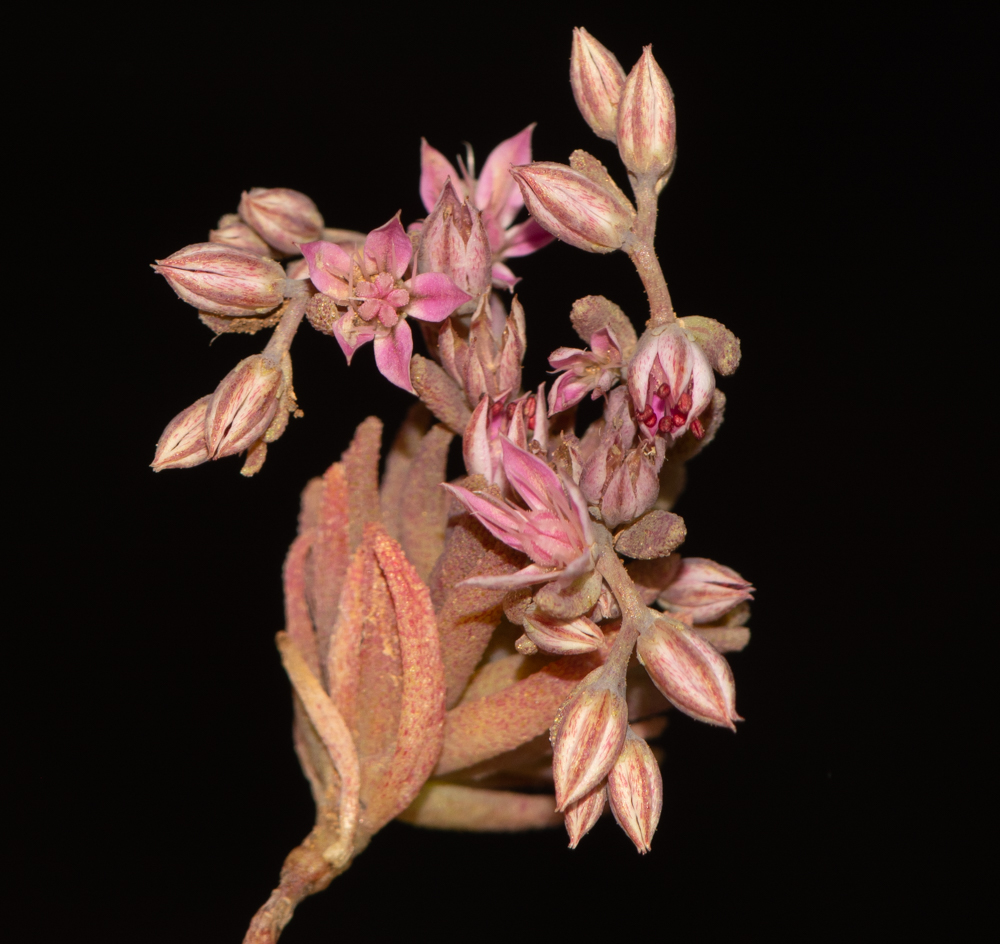 Image of Sedum rubens specimen.