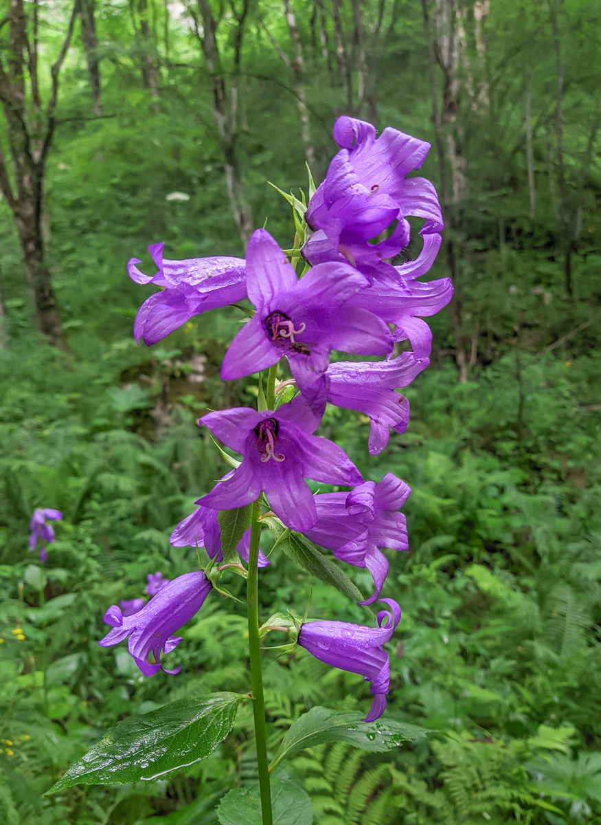 Image of Campanula latifolia specimen.