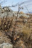 Hieracium umbellatum. Засыхающие отплодоносившие растения в сообществе с Poaceae. Республика Башкортостан, Белорецкий р-н, Абзаковский сельсовет, окр. Белорецка, вершина горы Курташ, каменистая почва. 6 ноября 2021 г.