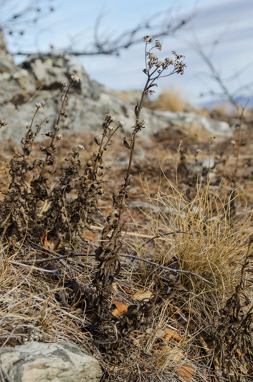 Image of Hieracium umbellatum specimen.