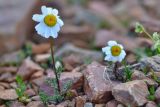 Anthemis iberica. Цветущее растение. Республика Северная Осетия-Алания, Алагирский р-н, Большой Кавказ, ущелье реки Садон, ≈ 3100 м н.у.м., каменистая россыпь. 03.07.2021.