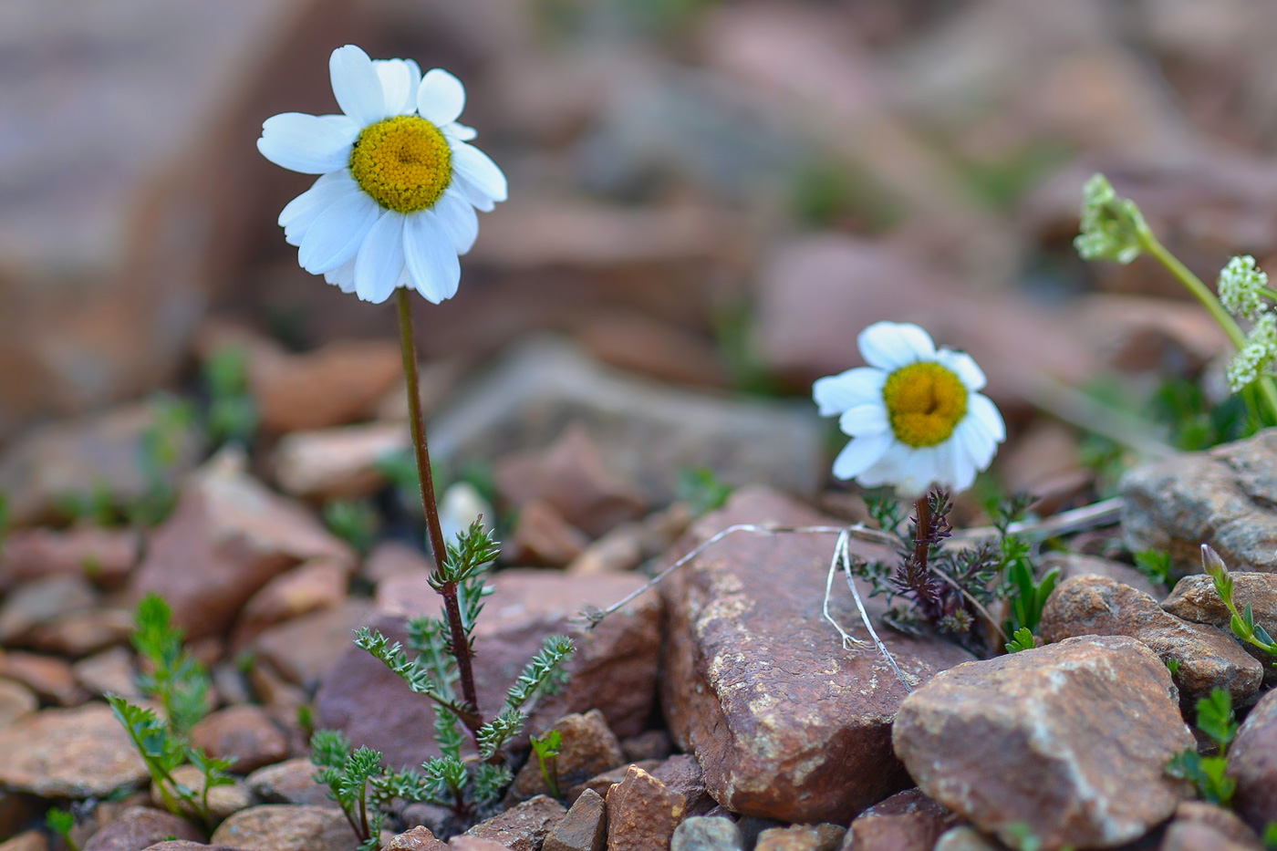 Image of Anthemis iberica specimen.