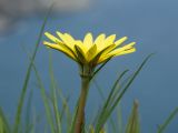 Tragopogon pusillus. Верхушка побега с соцветием. Крым, городской округ Феодосия, окр. пос. Орджоникидзе, мыс Киик-Атлама, каменисто-глинистый склон, степь. 02.05.2021.