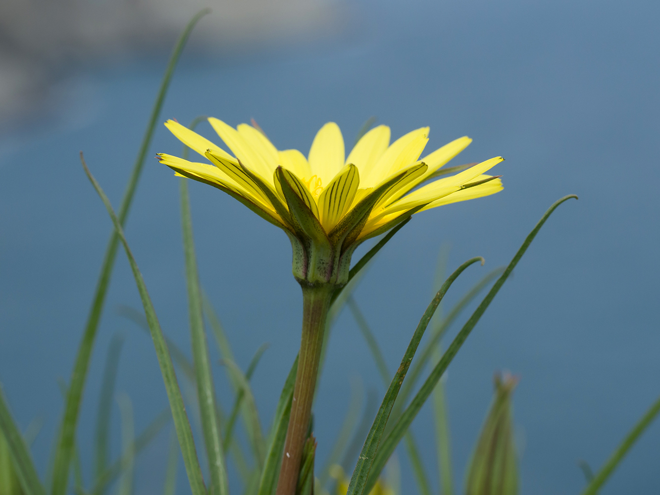 Изображение особи Tragopogon pusillus.