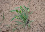 Eremopyrum triticeum