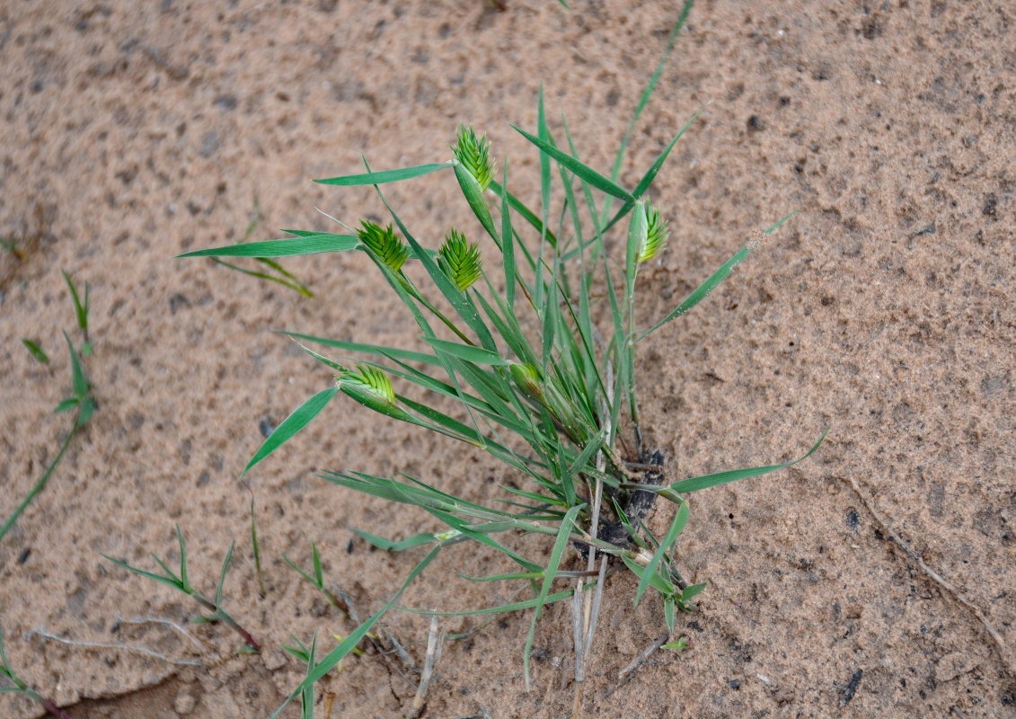 Image of Eremopyrum triticeum specimen.