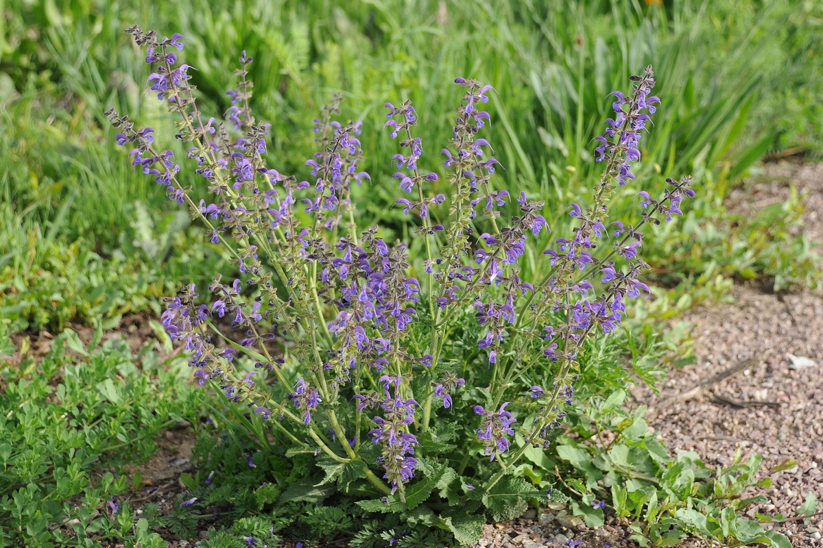 Image of Salvia pratensis specimen.