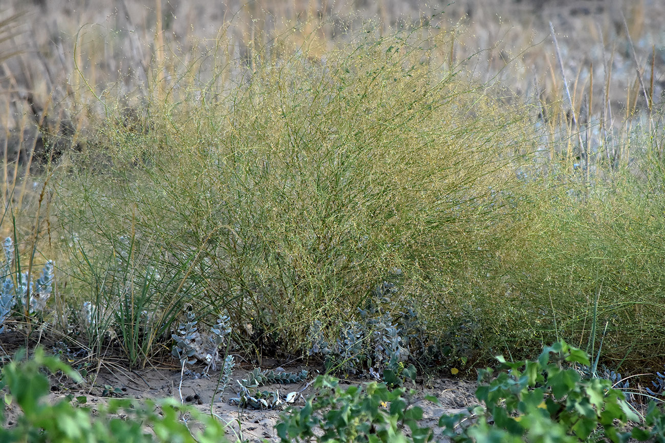 Изображение особи Melilotus polonicus.