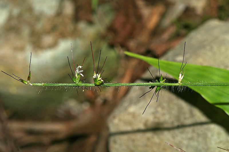 Image of Oplismenus undulatifolius specimen.