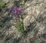 Cephalanthera rubra. Цветущие растения. Пермский край, Кунгурский р-н, окр. с. Филипповка, гора Ледяная, крутой щебнистый склон. 20.06.2021.