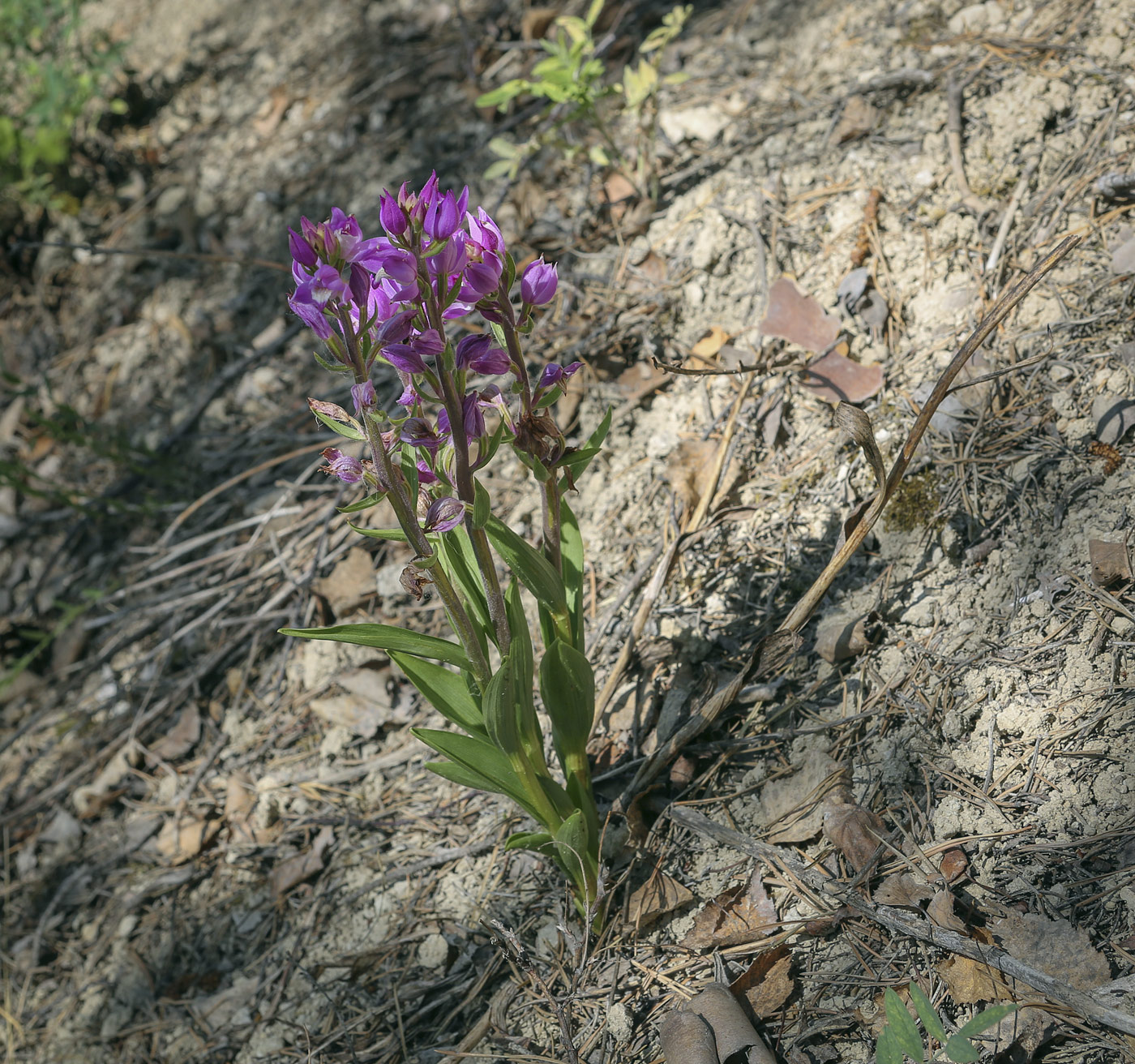 Image of Cephalanthera rubra specimen.