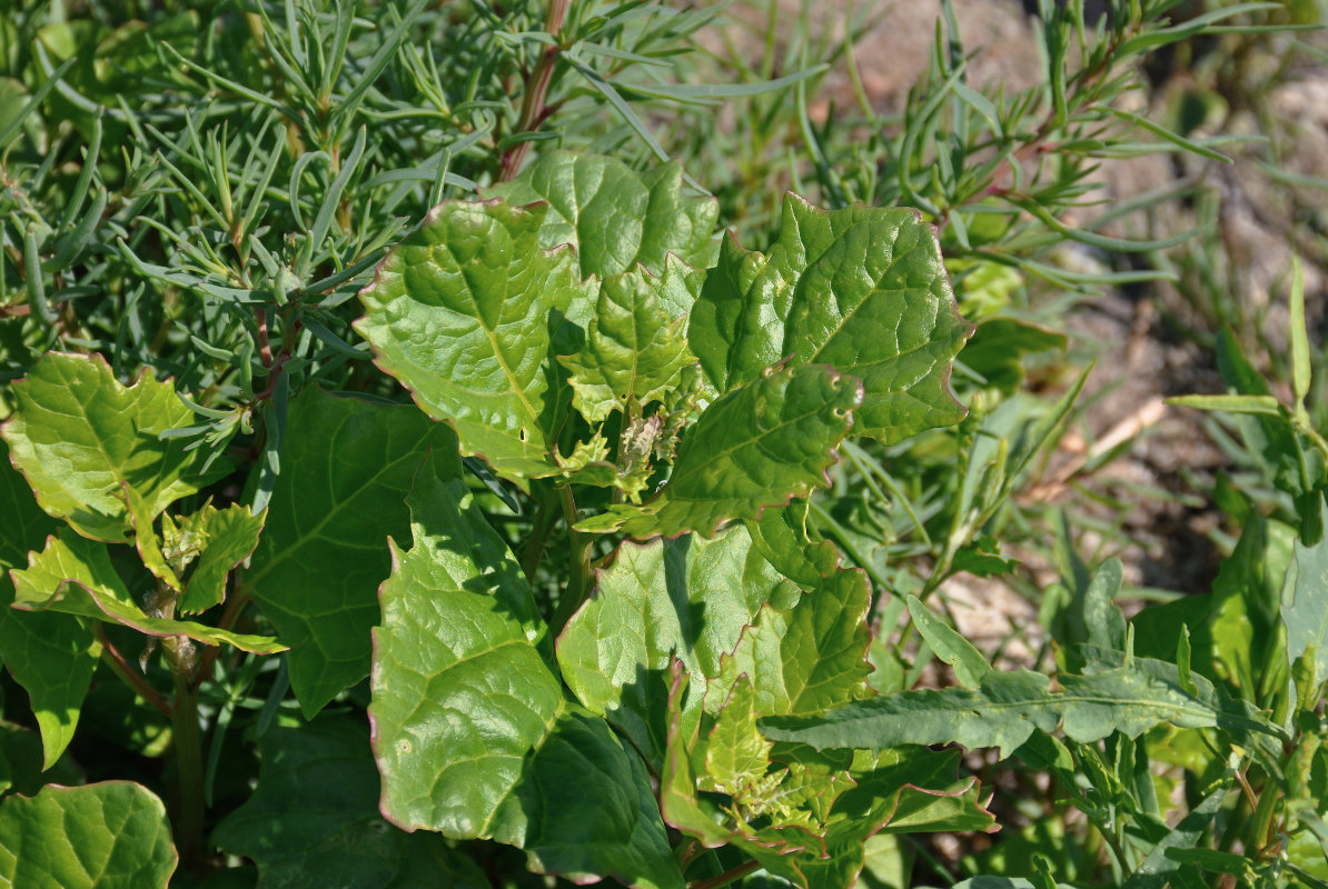 Image of Oxybasis chenopodioides specimen.