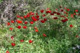 Ranunculus asiaticus. Цветущие растения. Израиль, лес Бен-Шемен. 09.04.2022.