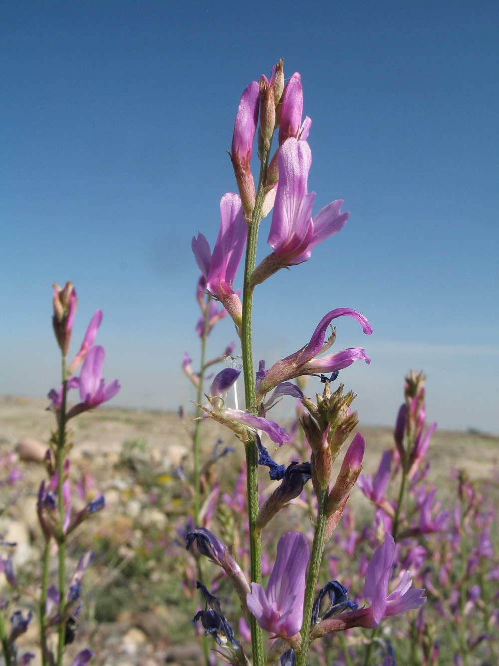 Image of Oxytropis gebleriana specimen.