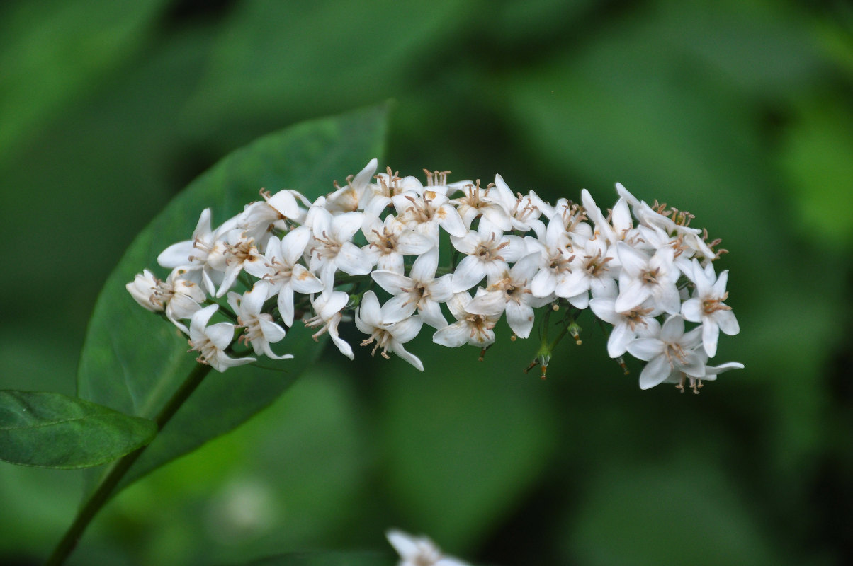 Image of Lysimachia clethroides specimen.