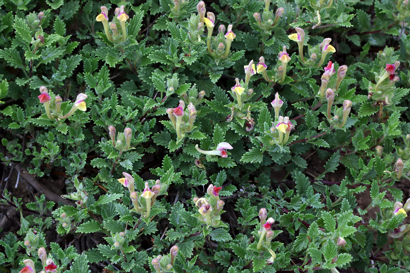 Image of Scutellaria adenostegia specimen.