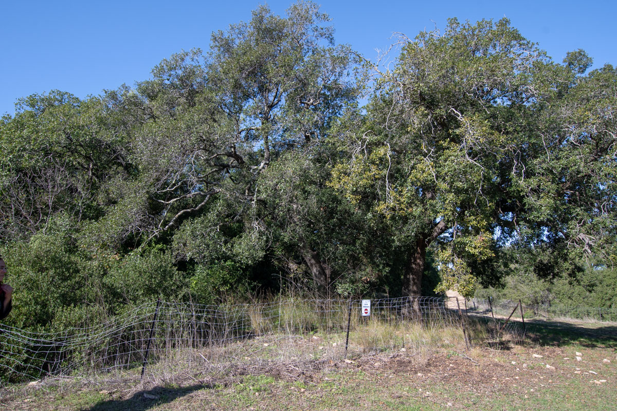 Image of Quercus calliprinos specimen.