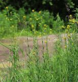 Erysimum hieraciifolium. Верхушки цветущих и плодоносящих растений. Приморский край, Шкотовский р-н, с. Анисимовка, обочина дороги. 01.07.2022.