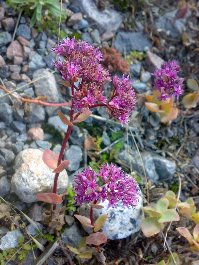 Изображение особи Hylotelephium ewersii.