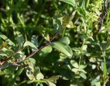 genus Salix. Верхушка ветви. Республика Ингушетия, Джейрахский р-н, окр. ур. Ний, высота 1740 м н.у.м, луг. 20 июня 2022 г.