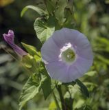 Calystegia inflata