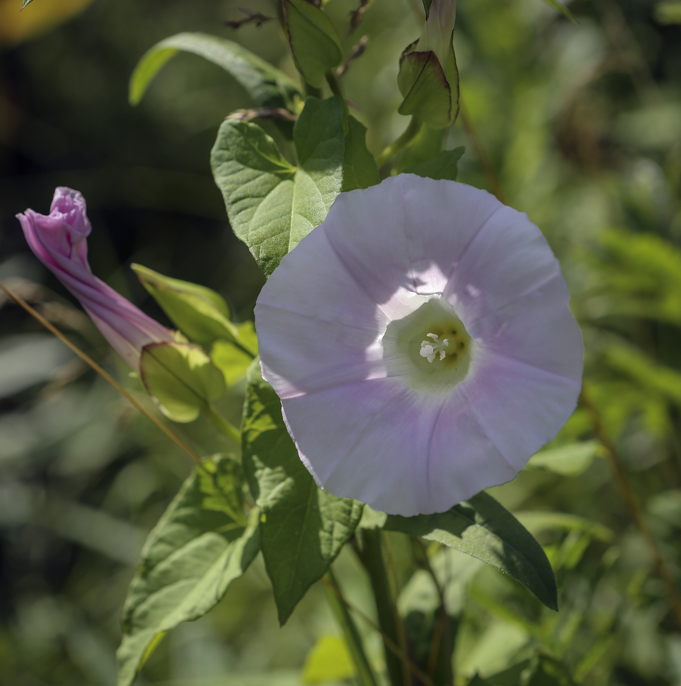 Изображение особи Calystegia inflata.