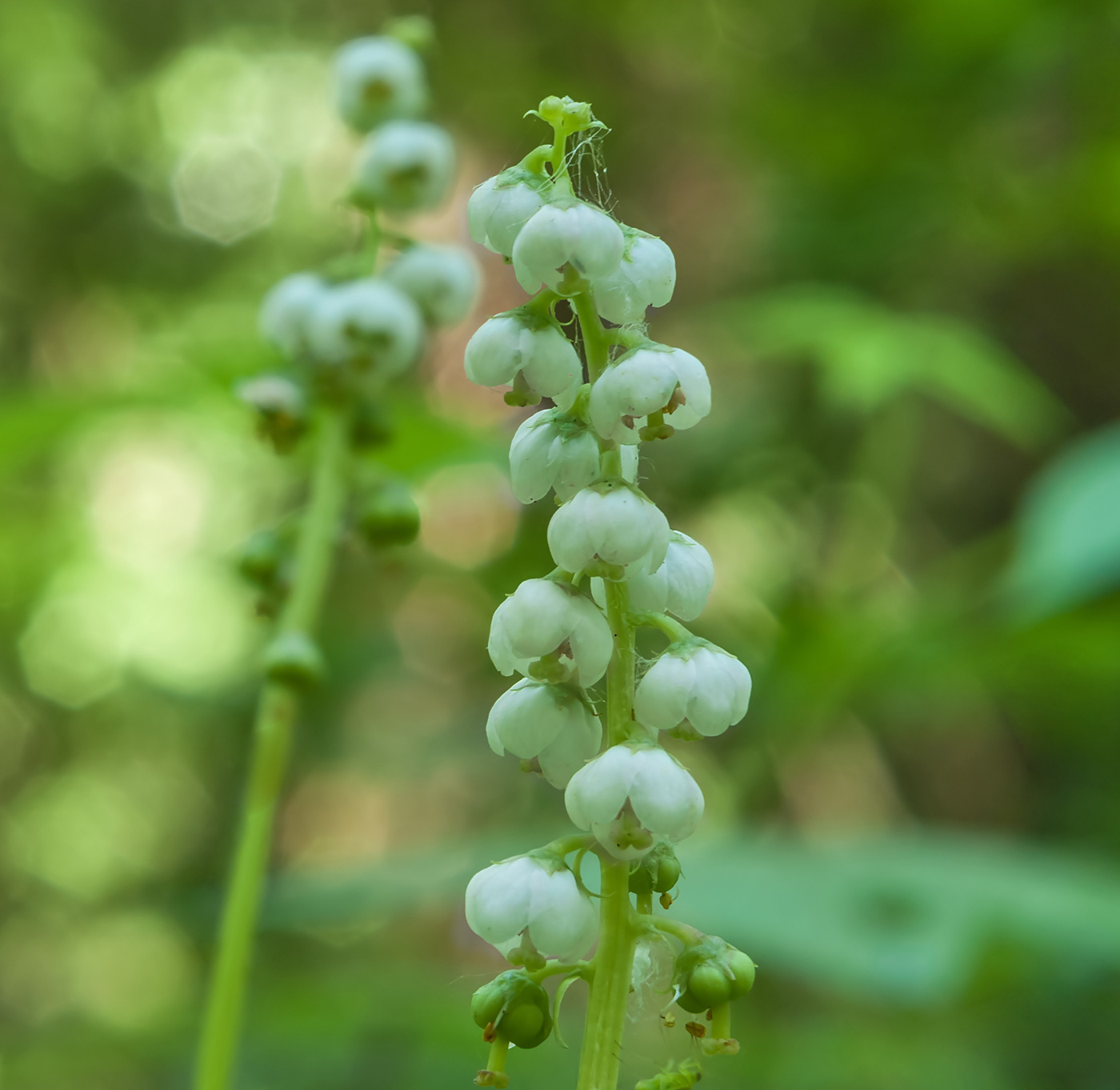 Image of Pyrola minor specimen.