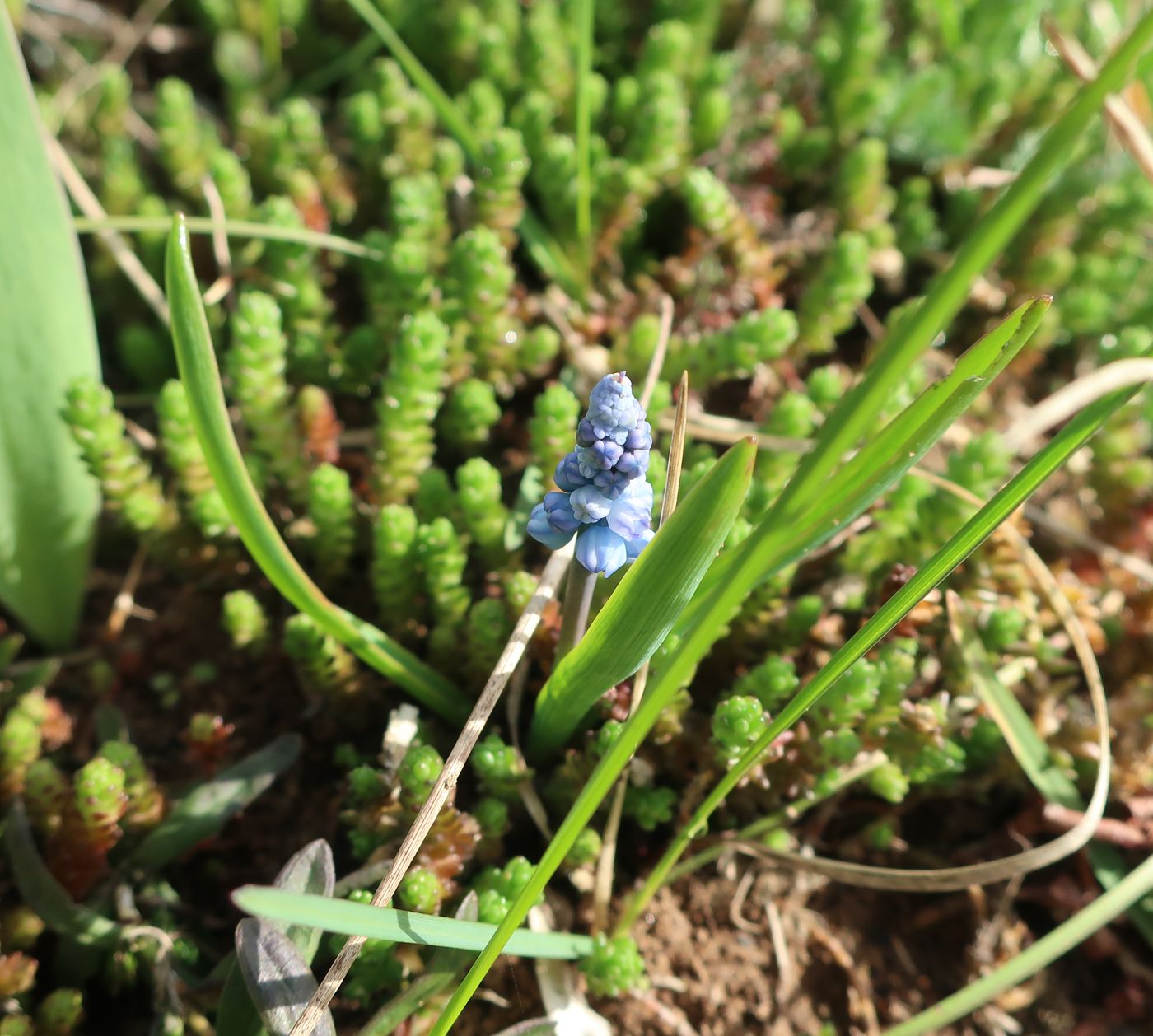 Image of Pseudomuscari azureum specimen.