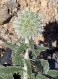 Echinops knorringianus