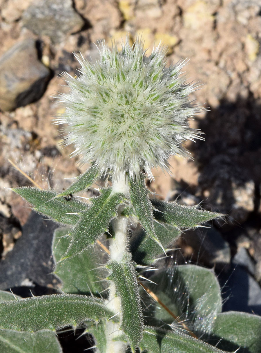 Image of Echinops knorringianus specimen.