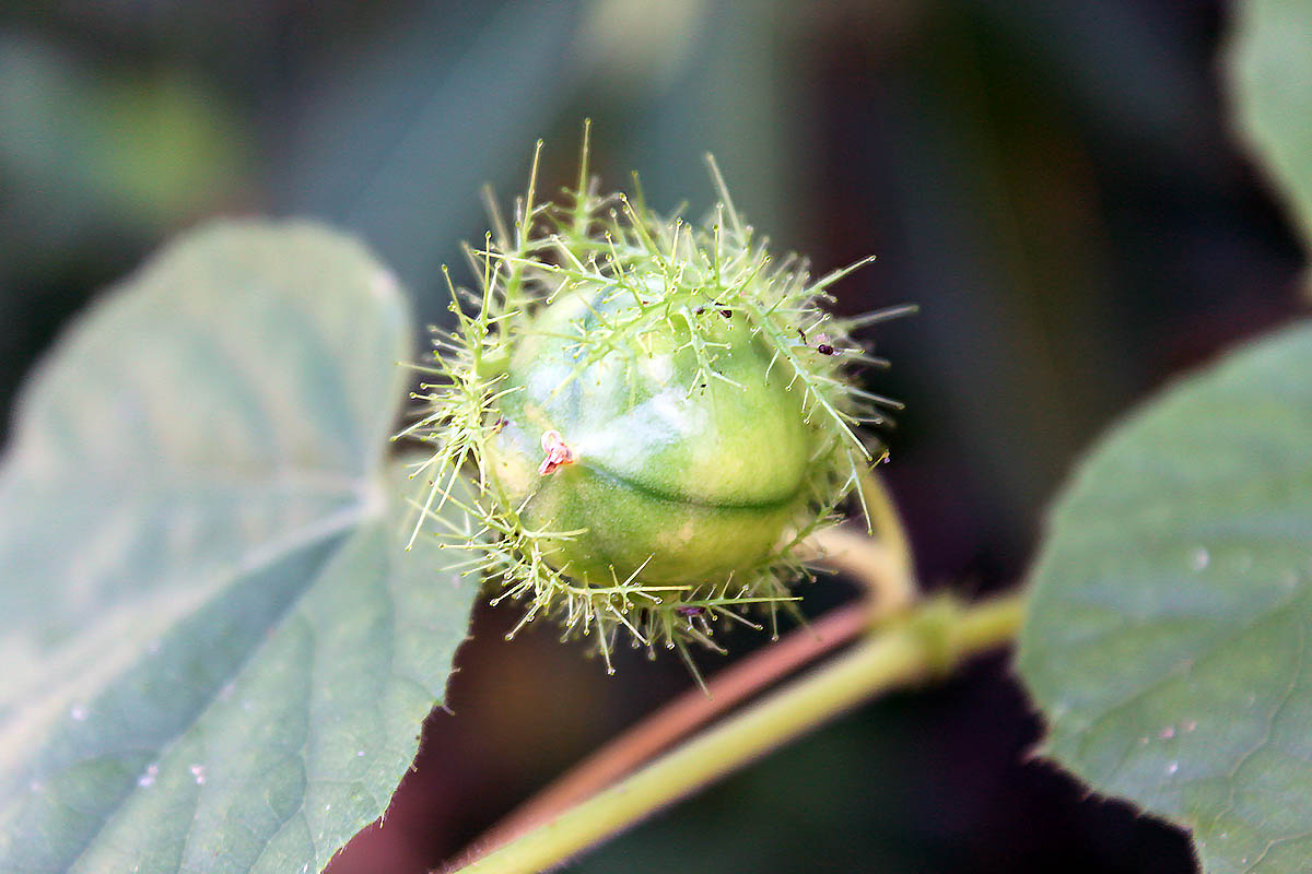 Image of Passiflora foetida specimen.