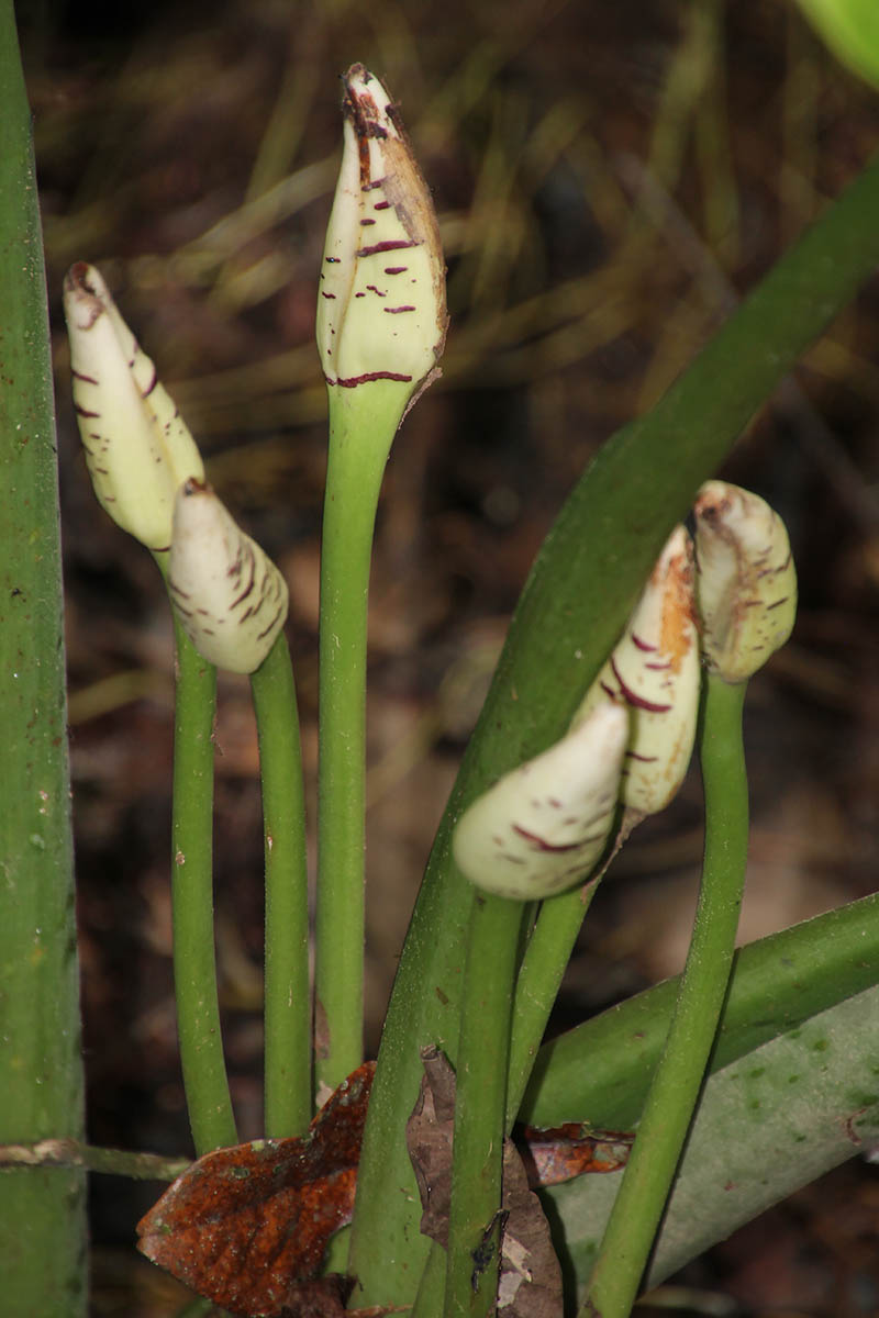 Image of Alocasia robusta specimen.