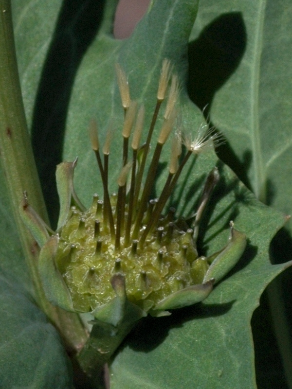 Image of Heteracia szovitsii specimen.