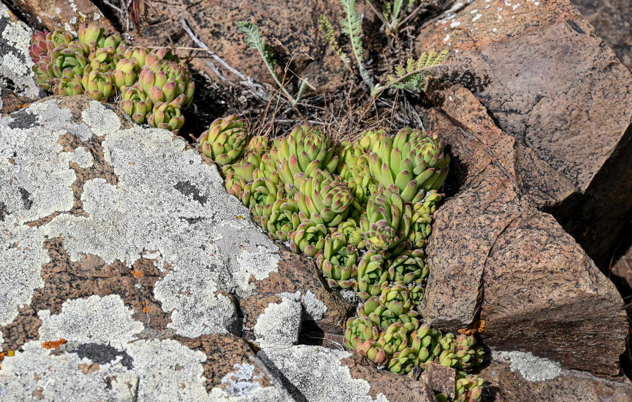 Image of Sempervivum transcaucasicum specimen.