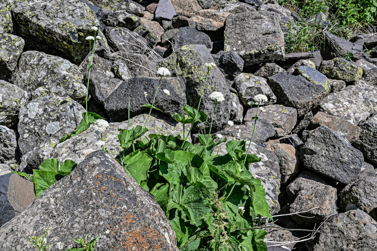 Изображение особи Valeriana alliariifolia.