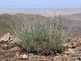 Artemisia juncea