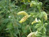 Salvia glutinosa