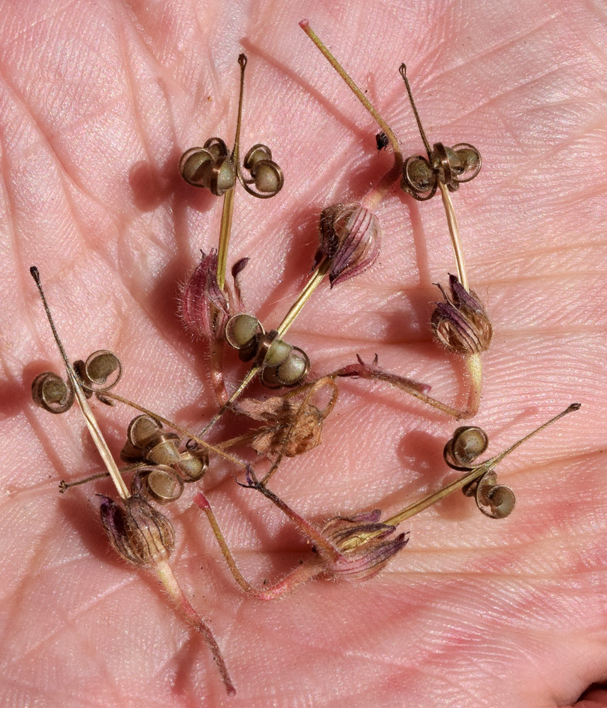 Image of Geranium rotundifolium specimen.