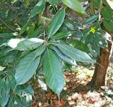 Quercus acuta. Верхушка побега. Абхазия, г. Сухум, Сухумский ботанический сад. 25.09.2022.