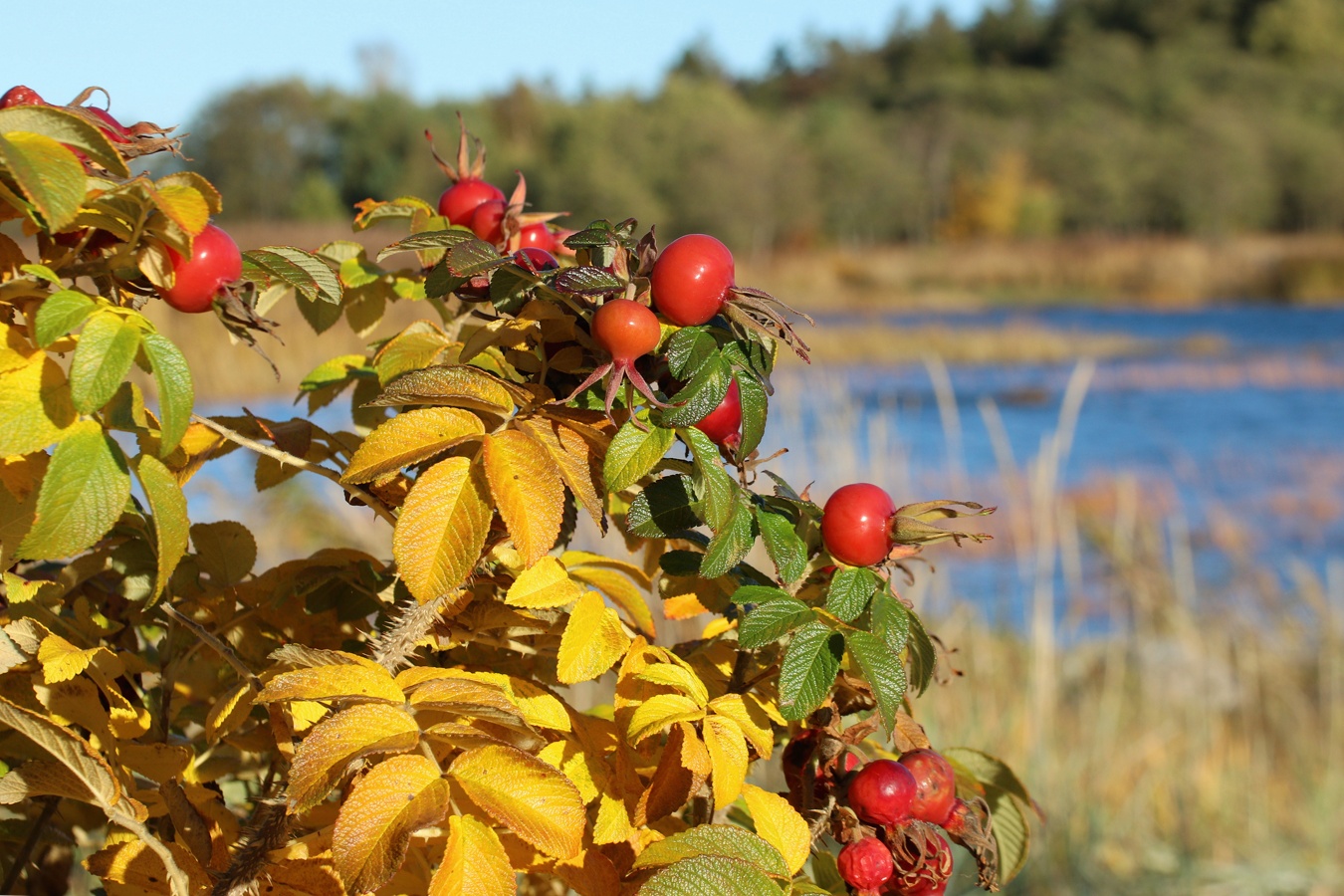 Image of Rosa rugosa specimen.