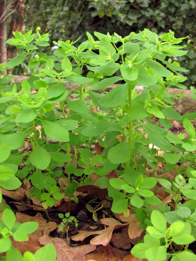 Изображение особи Euphorbia peplus.