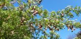 Gleditsia japonica. Верхние ветви с плодами-бобами. Китай, Харбин, Хэйлунцзянский лесной ботанический сад, в культуре. 06.10.2019.