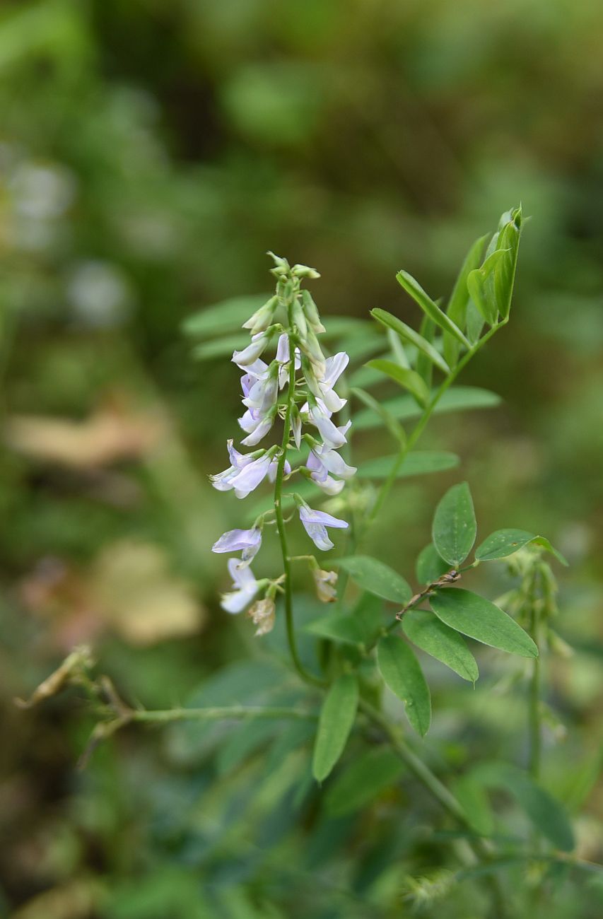 Изображение особи Galega officinalis.