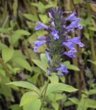 Nepeta grandiflora