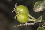 Pyrus elaeagrifolia