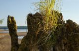 род Poa. Нижняя часть плодоносящего растения. Пермский край, Добрянский р-н, Краснослудское сельское поселение, окр. дер. Гари, долина р. Чусовая, песчаный берег, на старом пне. 3 августа 2022 г.