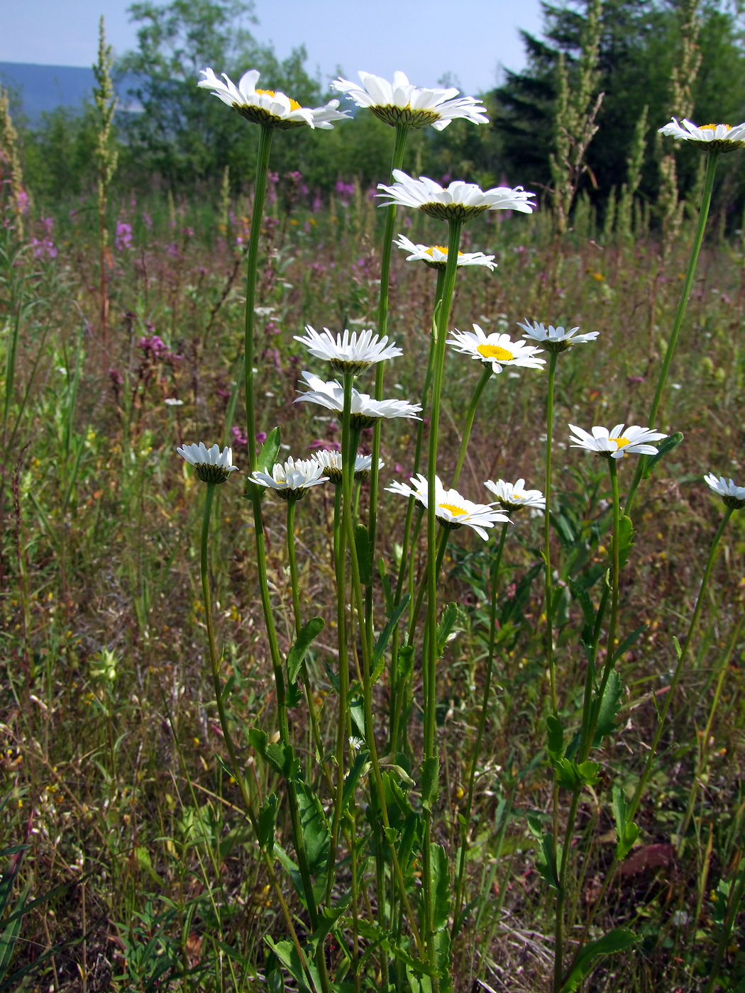 Изображение особи Leucanthemum ircutianum.