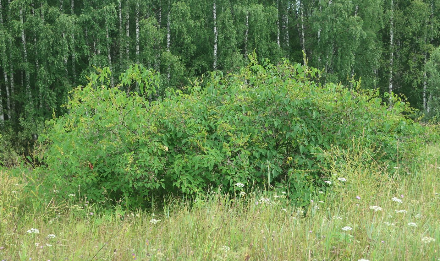 Изображение особи Syringa vulgaris.